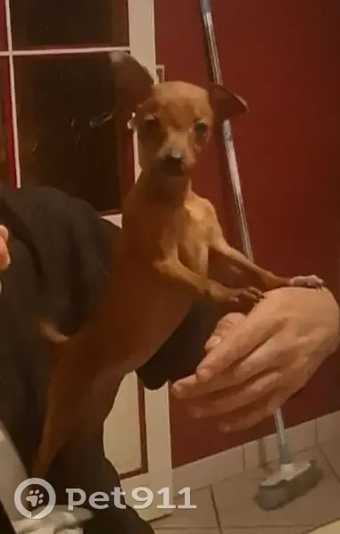 Pinscher nain fauve perdu à Le Loroux - photo