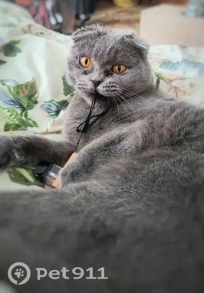 Зникла сірий весловухий кіт у Чорткові - photo