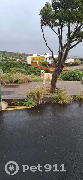 Perro Encontrado en Subida Al Tablero, SC - photo