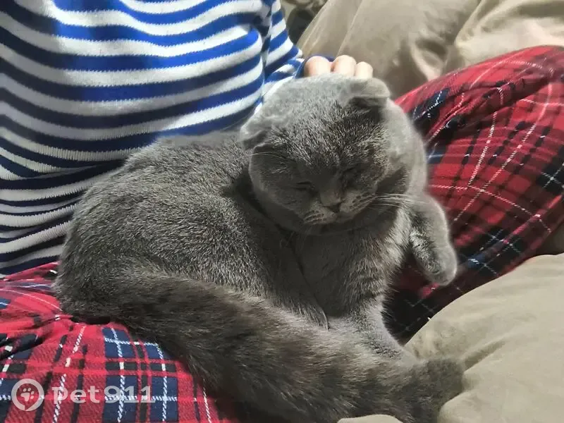 Зник весловухий котик з особливими прикметами - photo