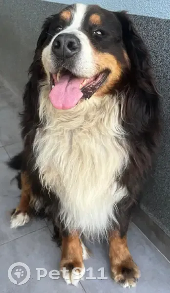 Perro Perdido: Boyero de Berna en Billela - photo