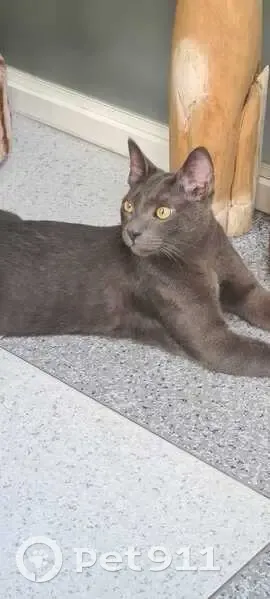 ¡Gato Perdido! Gris Azulado con Collar Rojo - photo