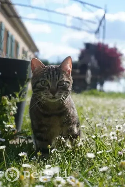 Chatte craintive disparue à Vouillon - photo