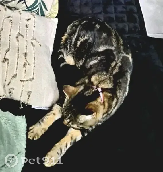 Chatte Nalla disparue à Marquixanes - photo