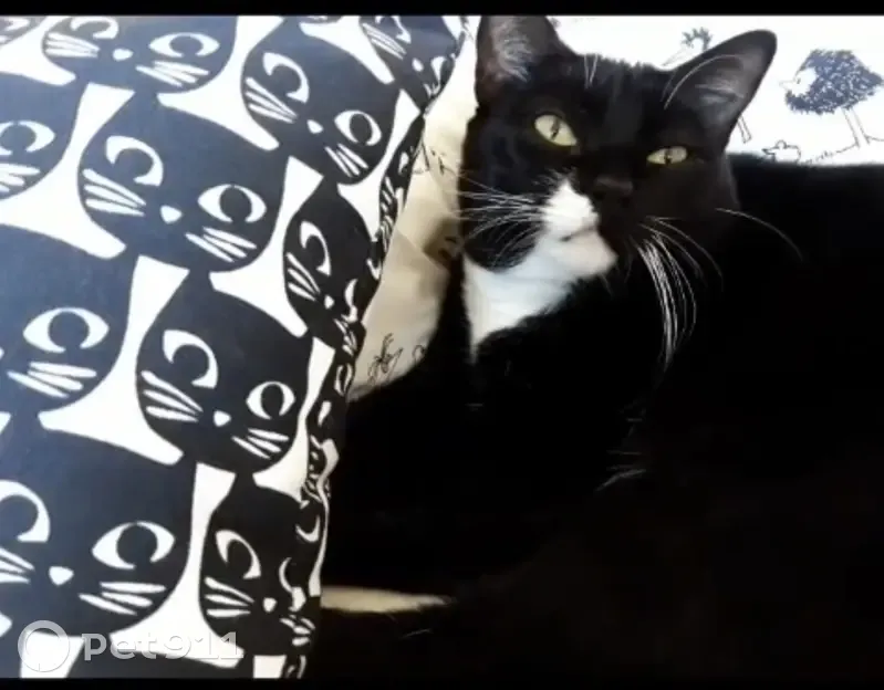 Gato Perdido en Jerez: Dócil y Asustadizo - photo