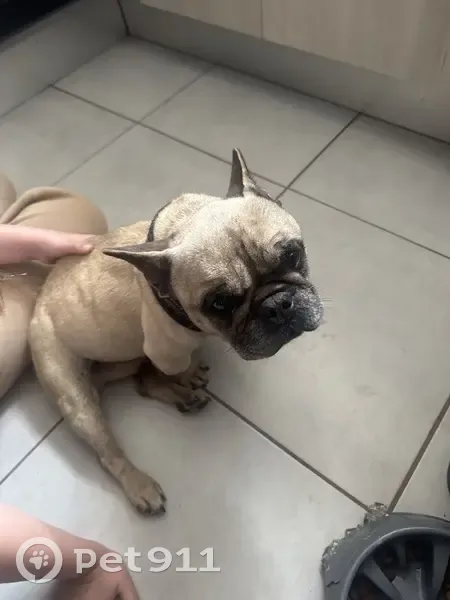 Bouledogue trouvé à Villeneuve-Tolosane - photo