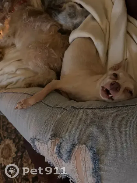 Lost Собака, Bryant, Arkansas - Blonde Chihuahua with hip problems - photo