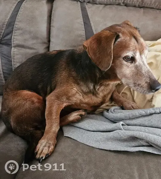 Lost собака, East 2nd Street, 505, Kenly, Charlotte - Jack Russell/Daschund mix - photo