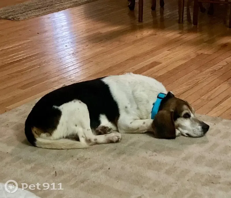 Lost Собака, Dundas, Ohio - синий отражающий ошейник - photo