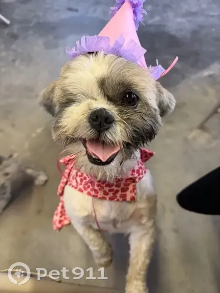 Lost собака, Old Houston Highway, Prairie View - recently groomed, one eye - photo