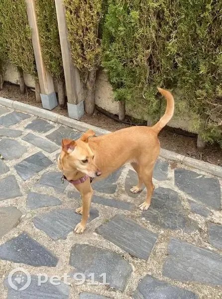 Perro Perdido en Ventas de Huelma: Ayuda - photo