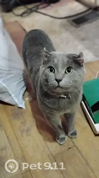 Lost Кошка, Jesse Jewell Parkway Southeast, Gainesville - gray male named Doobie - photo