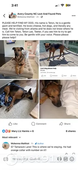 Lost Собака, Tamarack Lane, 57, Banner Elk - Doberman German Shepherd mix - photo