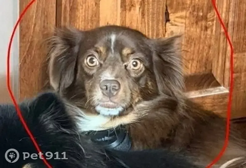 Lost Собака, Dry Creek, Louisiana - Pregnant red tri female - photo