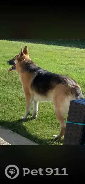 Lost Собака Female, US 64, Oakland - skiddish but friendly - photo