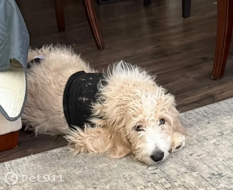 Lost Dog, Eastfall Street, Kernersville - Large Goldendoodle - photo