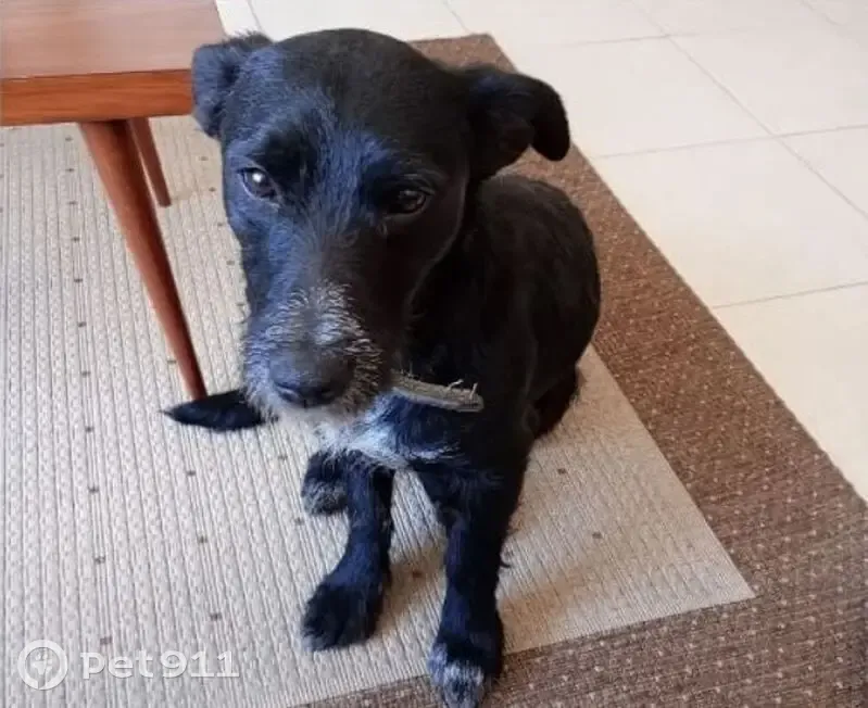 Perro negro con collar hallado en CDMX - photo