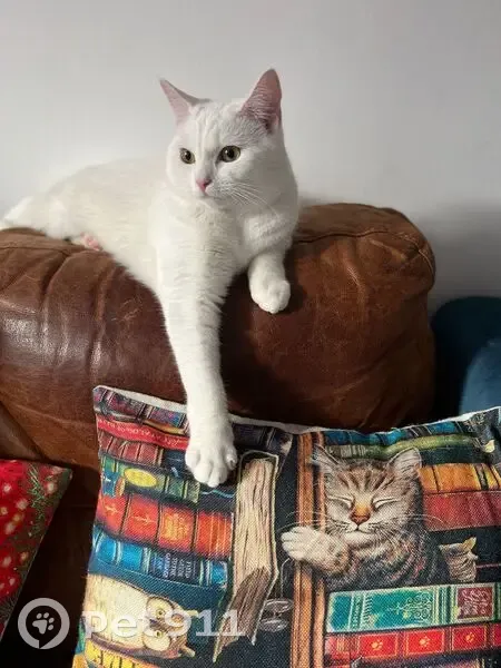 Lost White Cat with Neck Wound - Blantyre - photo