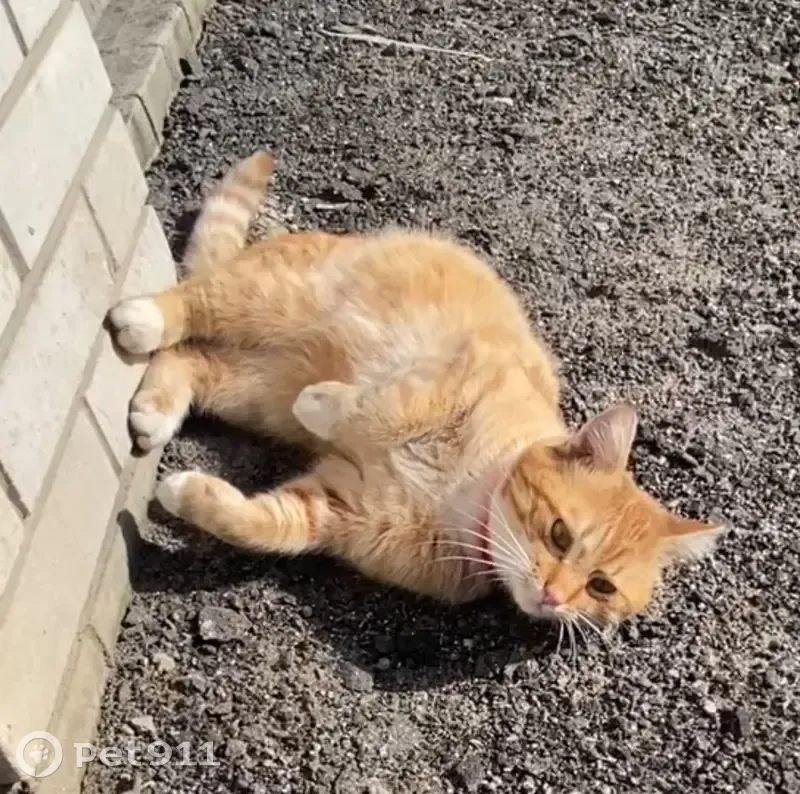 Зникла кішка: Вул. Володимира Великого, Бровари - photo