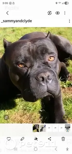 Lost Собака, Manuku Street, 84-523, Waianae - black pit bull with white on his chest - photo