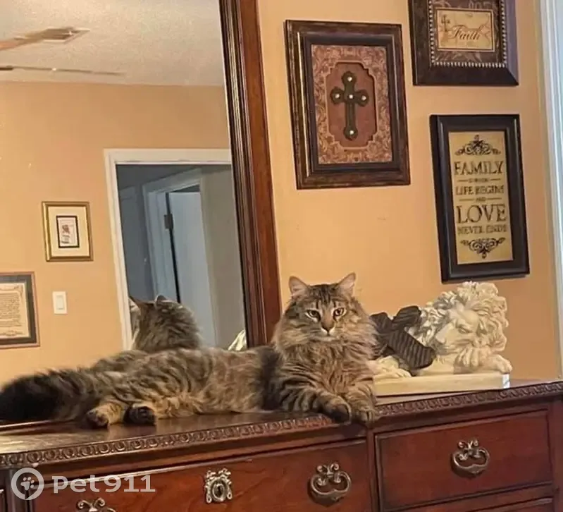 Lost Кошка, Greenbank Road, 6113, North Little Rock - chipped - photo