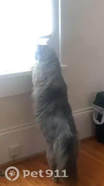 Lost male cat, Stony Point, North Carolina - grey with white patch - photo