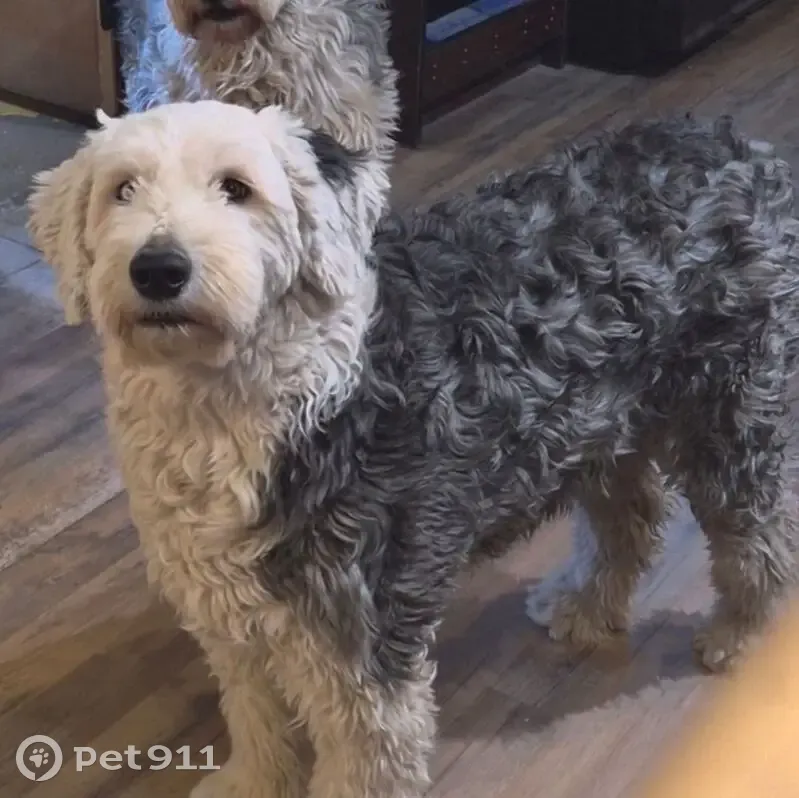 Lost Собака Female, Fairplay, Colorado - Old English Sheepdog - photo