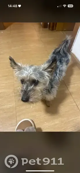 Se busca: Perro perdido en Santa María - photo