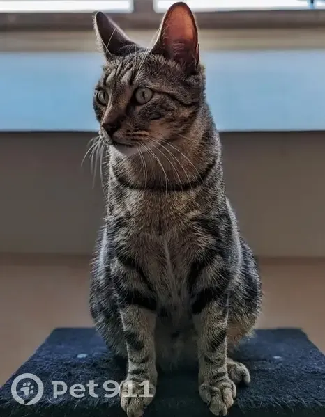 Chat tigré perdu à Angers - photo