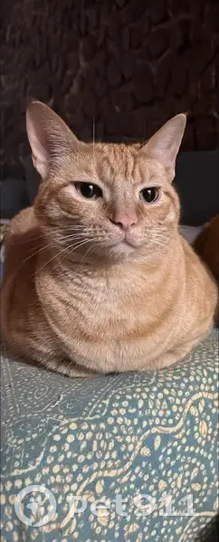 ¡Gato Naranja Perdido en Palma! Ayuda Urgente - photo