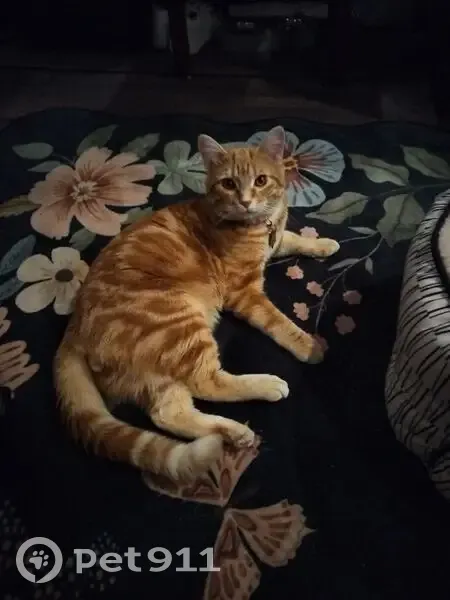 Lost Кошка, Roosevelt Avenue, 521, National City, Arlington - orange cat, short hair - photo