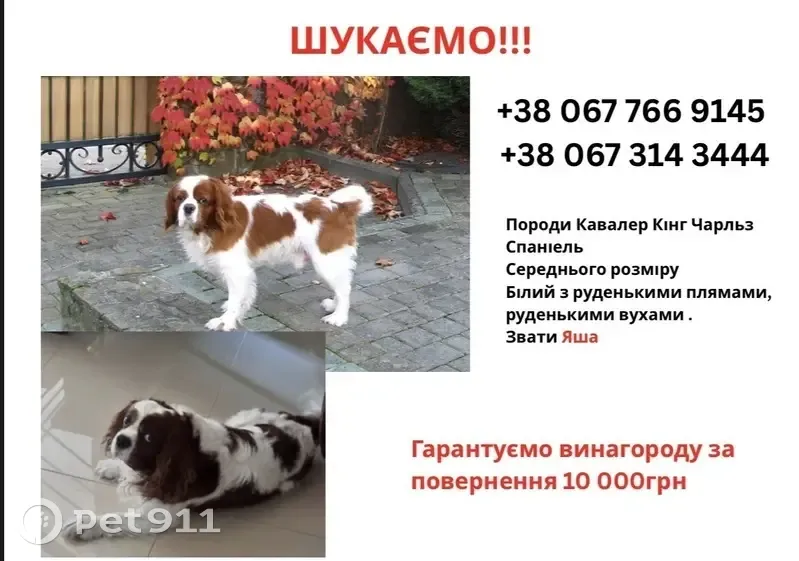 Зникла собака в Городку: допоможіть знайти! - photo