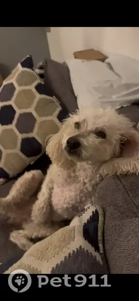 Lost Собака, Natches Drive, 1517, Arlington - Male poodle named Toby - photo