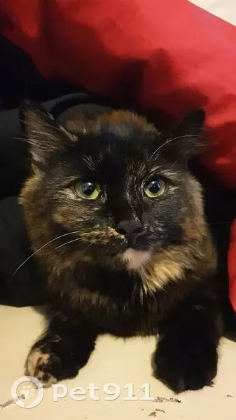 Lost Tortoiseshell Cat: Star on Ross Ave - photo