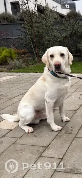 Зникла собака, Брюховичі - photo