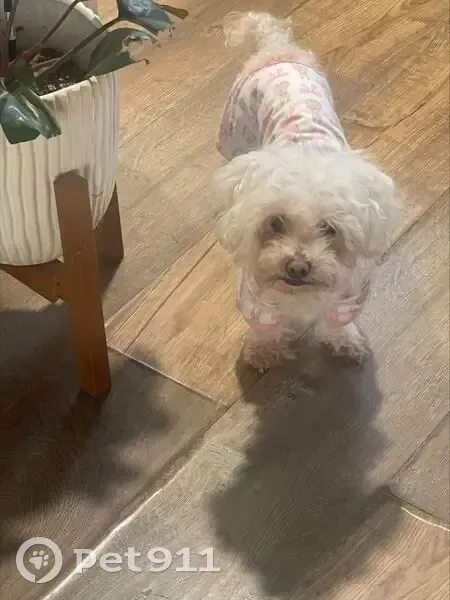 Lost Собака, East 99th Street, 347, Los Angeles - mini maltese, white - photo