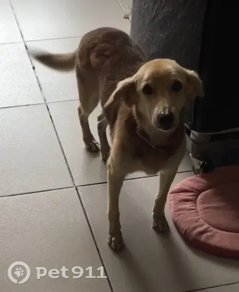 Cachorro perdido Fêmea (brl002406) - photo