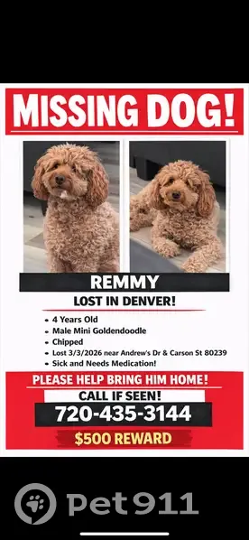Lost Собака, Denver, Colorado - male with brown curly fur - photo