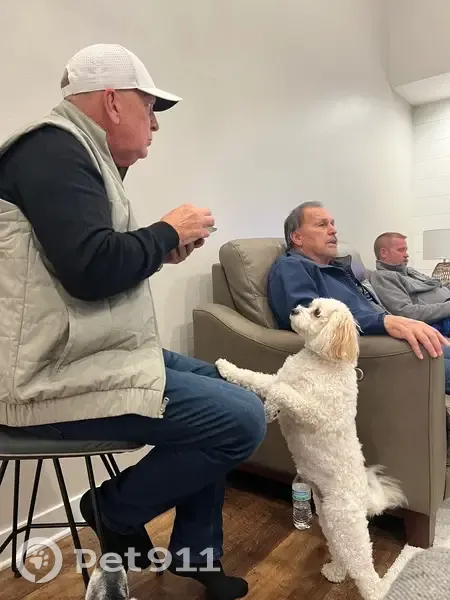 Lost Собака Female, Cedar Falls, Iowa - 20 pound Cavachon - photo