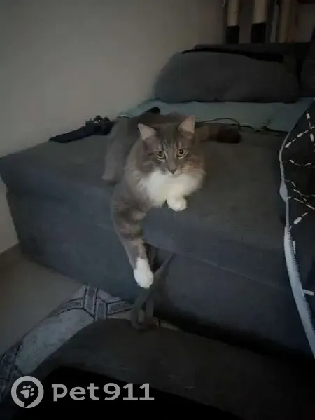 Chat gris et blanc disparu à Vénissieux - photo