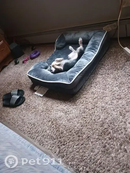 Lost Собака, Female, Park West Boulevard, 2021, Griffith - Pekingese mix - photo