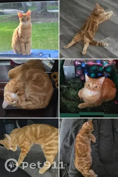 Lost Cat, Arborgate Circle, 117, Columbia - Female, Orange with distinctive markings - photo