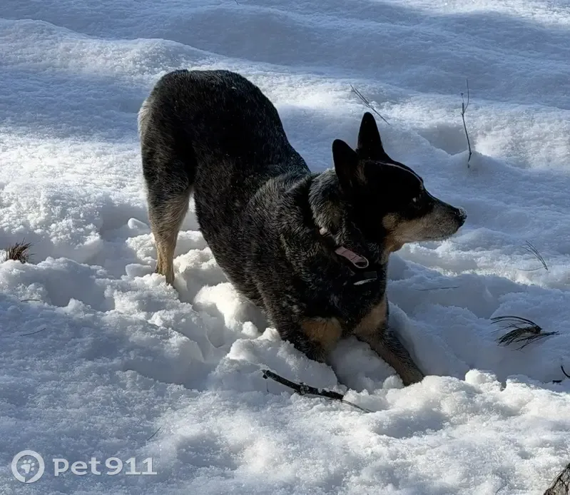 Lost Собака Female, Holcomb Street, 133, Simsbury Center - classic blue healer - photo