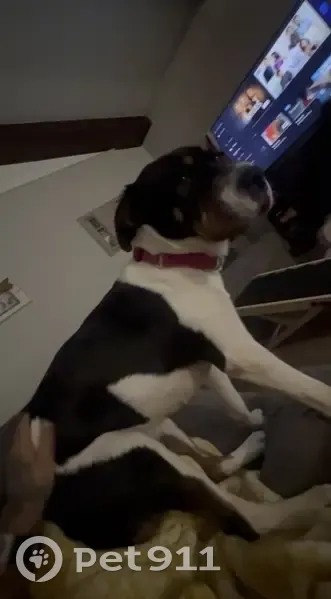 Lost Собака, Cynthia Drive, 142, Universal City - триколорная, боится людей - photo