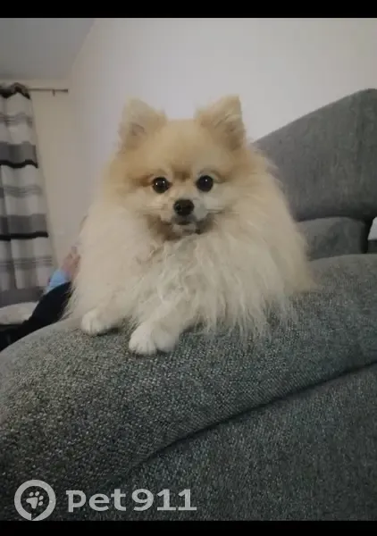 Perro Pomerania Crema Perdido en San Pedro - photo