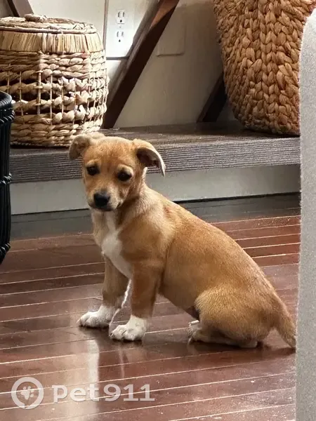 Found собака, Female, Tapley Road, 406, Villa Rica - golden with some white - photo