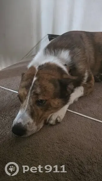 Lost Собака, Tuscarora, Pennsylvania - white brindle with scar - photo