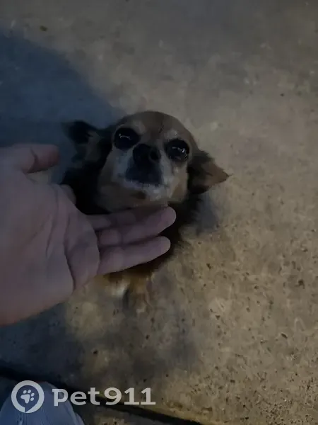 Found Собака Female, Venice Street, 2472, Brownsville - Chihuaha look alike - photo