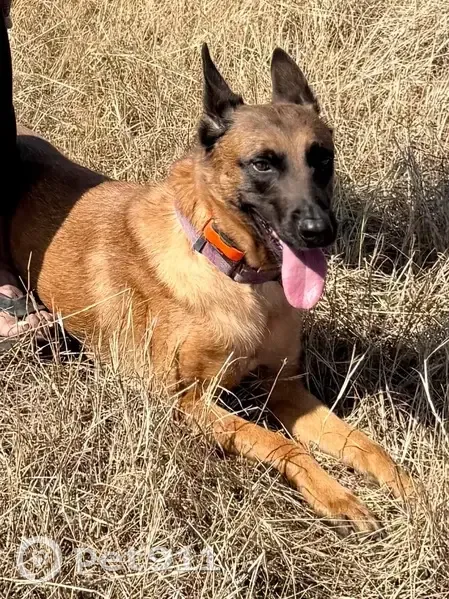 Lost Собака, Farm to Market 55, 3435, Waxahachie - photo