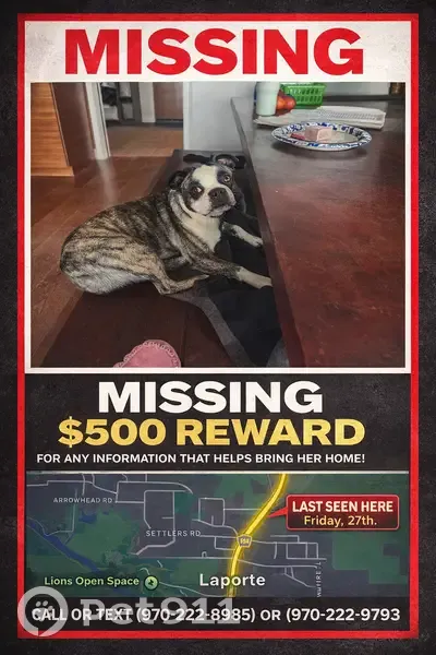 Lost Dog, Bridget Lane, Laporte - brindle with black and white markings - photo
